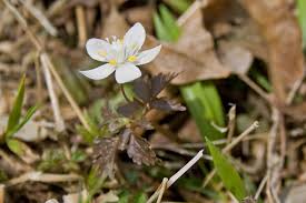 Image result for Isopyrum nipponicum