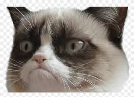 Grumpy Cat For Free Download On Mbtskoudsalg Hot Trending Angry Cat Meme Blank Hd Png Download 1368x855 2145847 Pinpng