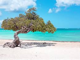 But perhaps the most important reason is so that you can pick the best one to vacation at. Best All Inclusive Resorts In Aruba Islands