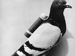 Train A Carrier Pigeon To Deliver A Message Pigeon Pigeon Post Homing Pigeons