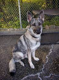 We have top quality german shepherd puppies out of titled importet. This Silver Sable Is Scotch He Is One Of My Favorite Gsd At My Work Germanshepherds