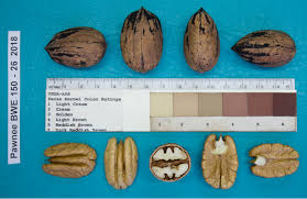 Image result for Carya illinoinensis