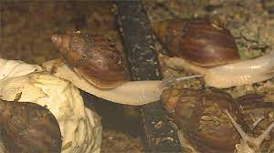 學名：achatina fulica bowdich 生態習性： 卵產於地下約3~5公分處，一次50~200粒卵，幼貝殼高只有5毫米，生長迅速，約一年可達性成熟，此時殼高約5公分，殼淡黃色有深褐色斑紋。 èžºè‚‰å…¶å¯¦æ˜¯ éžæ´²å¤§è¸ç‰› ç‹‚å—'ä½œç‰©è¾²æ°'é ­ç—› æ°'è¦–æ–°èžç¶² Line Today