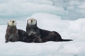 Image result for Enydra