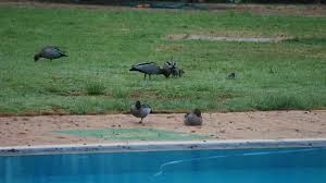 Charles's swimming pool is completely ready. Spikes To Keep Ducks Out Of Blackheath Pool Blue Mountains Gazette Katoomba Nsw