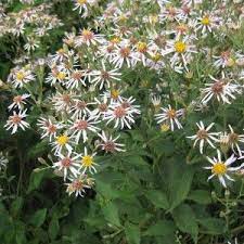 Purple Big Leaf Aster Seeds Aster Macrophyllus American Meadows Big Leaves Flower Seeds