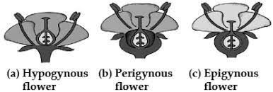 Check spelling or type a new query. Describe The Types Of Flowers Classified On The Basis Of Relative Positions Of Floral Organs Or Parts On Thalamus With The Help Of Diagram Sarthaks Econnect Largest Online Education Community