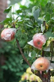 Yes, those shiny circles are cd's hanging from a citrus tree and believe it or not, they do help keep birds away from the fruit. Should I Bag My Fruit How And When To Put Bags On Fruit Trees