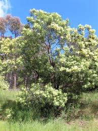Image result for Acacia mearnsii
