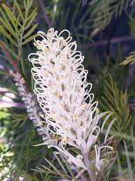 Image result for Grevillea