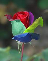 Colorful Rose Rainbow Roses Beautiful Rose Flowers Flowers