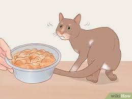 Ongoing gallstone pancreatitis symptoms include severe abdominal. How To Diagnose And Treat Pancreatitis In Cats 13 Steps