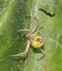 Deutsch english (uk) english (us) español français italiano 日本語 nederlands polski português русский. Cucumber Green Orb Spider Naturespot