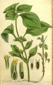 Image result for Synedrella nodiflora
