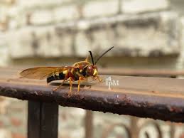 How are cicada killers different from murder hornets? Cicadas And Cicada Killers Subtitled Is This A Murder Hornet New York State Ipm Program