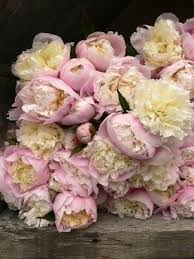 Pink Saturday Again 2 Giveaways Beautiful Flowers Pretty Flowers Floral