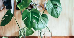 Suplir adalah nama tanaman hias daun berikutnya yang bisa menjadi pilihan anda yang membutuhkan tanaman hias untuk kepentingan dekorasi rumah. 5 Tanaman Hias Viral Di Tahun 2020 Popmama Com