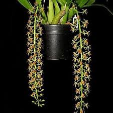 Image result for Liparis caespitosa