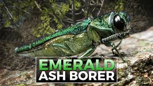Emerald Ash Borer infestation confirmed in Brandon, SD