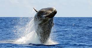 It is an adoptable animal in zoo tycoon. Odontoceti Cw Azores
