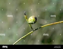 Image result for Plicosepalus sagittifolius