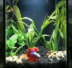 I have bottom feeders too and i only want one food to give them all. Amazing Betta Community Tank Community Tanks Betta Freshwater Aquarium