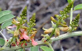 Image result for Indigofera subulata