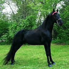 Discover more posts about tennessee walker. Breed Discipline Demonstration Of The Tennessee Walking Horse Midwest Horse Fair