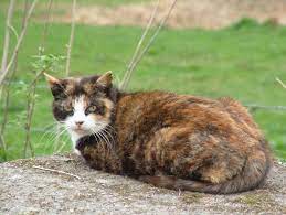 My cat still comes to me when i am eating and wants some of my food and if i do not give my cat pieces of food, she will meow and pace like crazy. Ibd In Cats Symptoms Diagnosis And Treatment All About Cats
