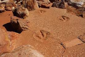 Check Out The Best Tours And Activities To Experience Gantheaume Point Don T Miss Out On Great Deals For Things To Do On Your Trip To Broome Reserve Your Spot Dinosaur Footprint