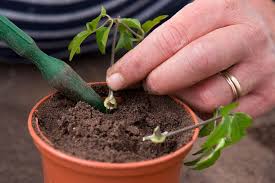 It can be hit and miss: How To Take Clematis Cuttings Clematis Plants Plants Propagating Plants