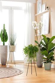 Pflanzen Fur Bodentiefe Fenster Wohnung Pflanzen Wohnzimmer Pflanzen Pflanzen Zimmer