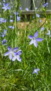Image result for Wahlenbergia capitata