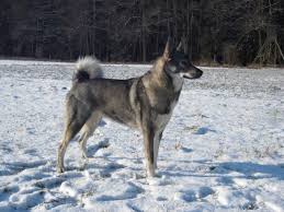 Image result for západosibiřská lajka