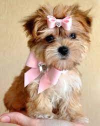 Teacup Morkie Full Grown Morkie Puppies Cute Animals Morkie Puppies For Sale