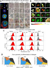 Culture of animal cells and tissue is rather more difficult than that of microorganisms and plants because the latter synthesize certain chemical constituents (unlike microbes). Optimization Of Mouse Embryonic Stem Cell Culture For Organoid And Chimeric Mice Production Biorxiv