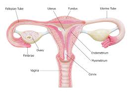 The female reproductive system has two functions: Fallopian Tubes Anatomy Function And Treatment