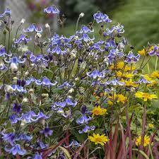 Check spelling or type a new query. Clematis Stand By Me Garden Crossings