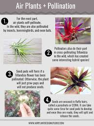 Pin On All About Air Plants