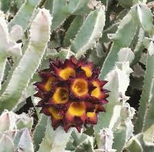 Image result for Orbea rogersii