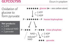 Glycolysis Big Picture