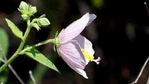 Image result for Kosteletzkya grantii