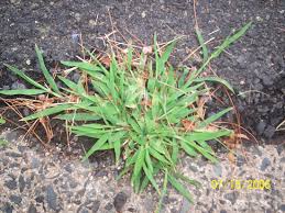 Image result for Digitaria gazensis