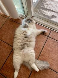 Pin On Cat Bellies