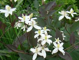 Image result for Clematis recta atropurpurea