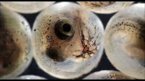 For many fish, this closure takes place within only 45 to 60 seconds. Fish Hatching From Eggs Under The Microscope Youtube