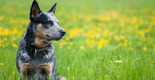 The blue heeler, or australian cattle dog, is a hardworking dog. Best Dog Food For Blue Heelers Nourishing Your Australian Cattle Dog
