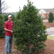 Read this article to learn more about. Buy Mary Nell Holly Shrub Mary Nell Holly Shrubs Mary Nell Holly Shrub Sale