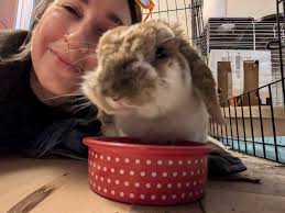 Prayers for the safety of the bunny people, their bunny/bunnies and other  fur babies in Colorado dealing with the wildfires. Prayers you all stay  safe. I got family out there not sure