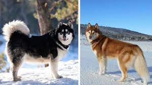 We did not find results for: Terlihat Mirip Begini Perbedaan Alaskan Malamute Dan Siberian Husky Kumparan Com
